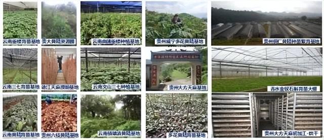 560万元支持！贵州大学一中药材项目获科技部立项"